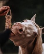 KnabbelStam Unicorn - Afbeelding 2