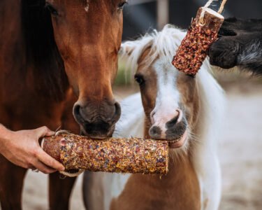 DSC_8037