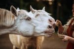 SmulSchijf Voordeelverpakking - Afbeelding 3