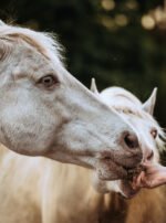 SmulSchijf Unicorn - Afbeelding 2