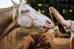 KnabbelSchijf Unicorn - Afbeelding 3