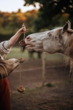 KnabbelSchijf HappieHorse - Afbeelding 3