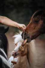 KnabbelSchijf HappieHorse - Afbeelding 2